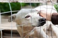 格力犬一般多大闹狗？ 格力抓狗