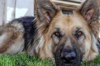 蓝湾牧羊犬好养吗？ 蓝湾牧羊犬是禁养犬吗
