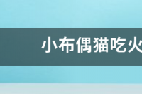 布偶猫怎么养？ 小布偶猫怎么养