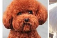 贵宾犬和泰迪的区别？ 泰迪贵宾犬价格
