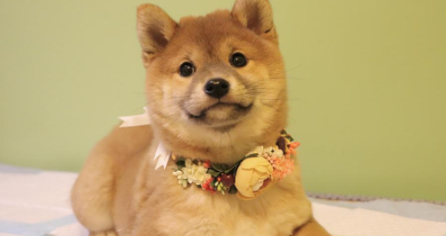 t01ce00c3dafe585afa.png