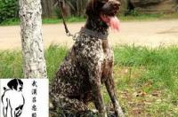 牛头梗好养吗，怎么养好牛头梗? 波音达犬舍