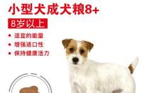 2021泰迪智商排行？ 泰迪价格排行