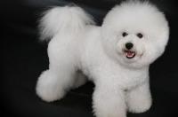 小型犬品种大全？ 小型犬品种大全吉娃娃
