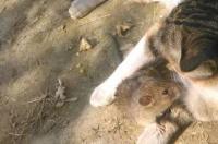 老鼠吸引猫的叫声？ 猫抓老鼠叫声真实声音