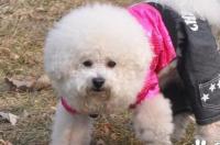 萨摩耶犬优点和缺点？ 萨摩犬的缺点