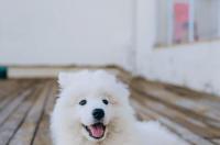 萨摩耶德犬介绍？ 萨摩犬照片