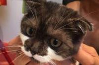 为啥公猫和母猫都是虎斑折耳猫,幼猫却是长毛立耳？ 折耳虎斑为什么不能养