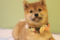 一只小柴犬多少钱啊? 小柴犬价格多少钱