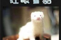 红眼雪貂养过的人的感受？ 红眼雪貂幼崽多少钱一只