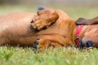 犬瘟试纸怎么用？ 狗狗测犬瘟试纸怎么用