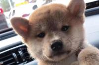 柴犬多少钱一只价格？ 小豆柴犬价格多少钱一只