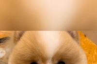 童锦程语录合集？ 狗狗合集