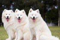 金毛犬贵还是萨摩耶贵？ 金毛和萨摩耶哪个贵