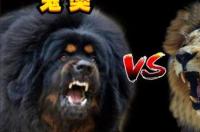 藏獒和雄狮谁厉害 鬼脸藏獒战狮子