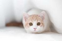 猫咪绝育前注意事项 猫咪绝育前注意事项