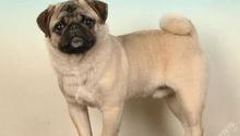 京巴犬和哈巴狗有什么关系?变种？ 京巴和巴哥杂交狗