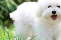 比熊多少个月才是成犬？ 比熊成犬