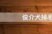 俊介犬掉毛严重怎么办 俊介犬长大后的多重