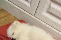 博美犬重感冒吃什么药,还有浓涕 博美犬感冒了吃什么药