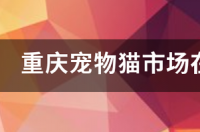 宠物店收猫吗不想养了怎么办？ 什么地方收购宠物猫