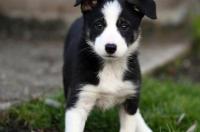 边牧幼犬什么品相最好？ 边牧犬幼犬
