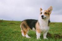 纯种柯基幼犬怎么鉴别？ 柯基犬大图