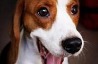 比格犬狩猎训练方法 比格犬怎么训练找野兔