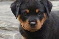 罗威纳犬特征？ 狗罗威纳