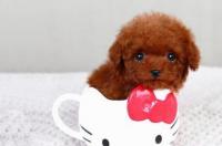 茶杯犬一般能活多久？ 茶杯犬最多能活几年?