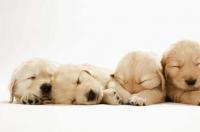 我家两月多点的泰迪幼犬得了冠状病毒怎么医治？ 幼犬得了冠状吃什么药能治好