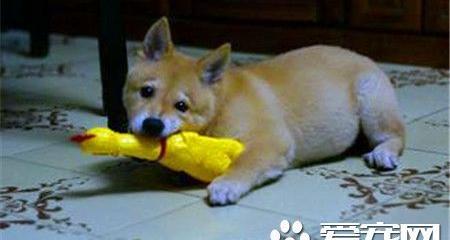 柴犬是小型秋田犬吗 秋田犬和柴犬的区别