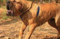 十种最危险的猛犬？ 猛犬打架