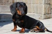 怎么区分是否是迷你腊肠犬? 迷你腊肠犬短毛出售