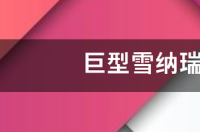 雪纳瑞的优缺点？ 雪纳瑞的优点缺点