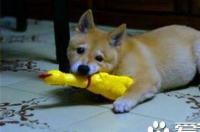 小型柴犬是什么品种？ 小型柴犬