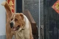 中国有坎高犬吗？ 大概多少钱？ 坎高犬大概要多少钱
