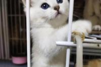 金渐层猫大约多少钱一只？ 1500元的金渐层是真的吗