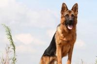 哪个国家还有平背德牧？ 平背德国牧羊犬