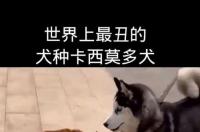 卡西莫多犬是什么狗？ 卡西莫多犬照片