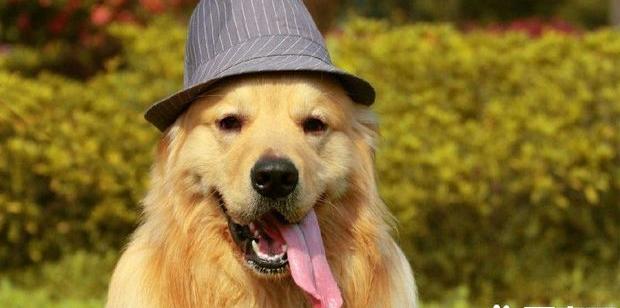 金毛寻回犬多少钱一只 价位大概在1500左右