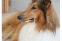 东德牧羊犬咬人吗？ 牧羊犬咬人吗