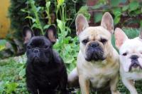 斗牛犬有什么优缺点？ 斗牛犬介绍