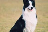 哪些城市禁养大型犬？ 德国牧羊犬在哪些城市禁养
