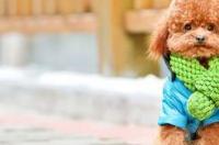 白色泰迪幼犬一般价格多少？ 白色泰迪狗的价格