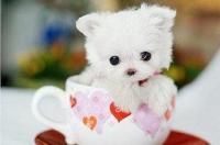 茶杯犬照片 茶杯犬可爱照片