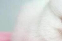 茶杯犬多少钱一只价格？ 茶杯犬多少钱