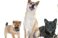 秋田犬的优点以及缺点？ 秋田犬性格温顺吗