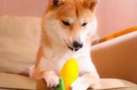 有没有这样的柴犬头像 呆萌柴犬可爱头像
