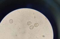 狗狗球虫病吃什么药？ 球虫病用什么药最快好